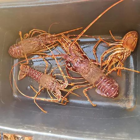 Katigiorgis Blue & Parque de vacaciones